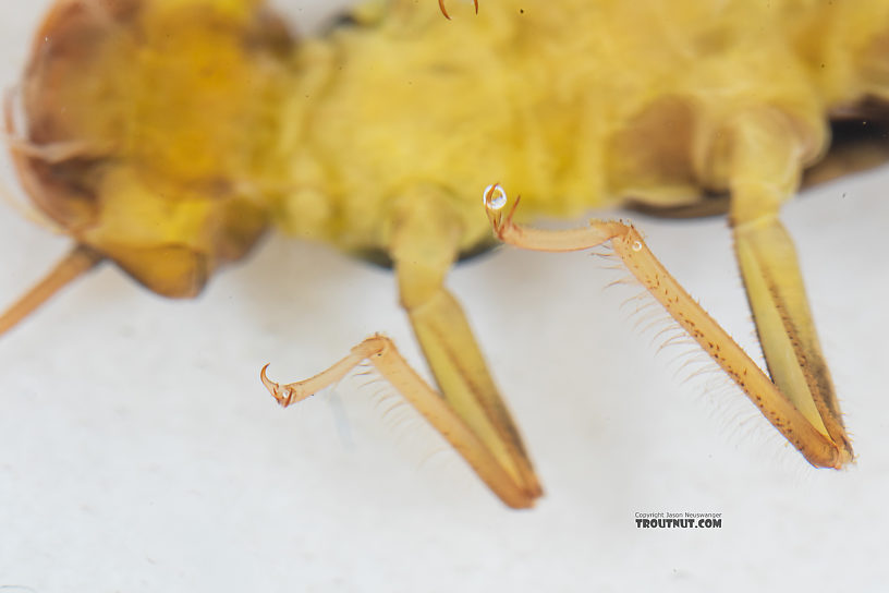 Kogotus nonus Stonefly Nymph from Mystery Creek #199 in Washington