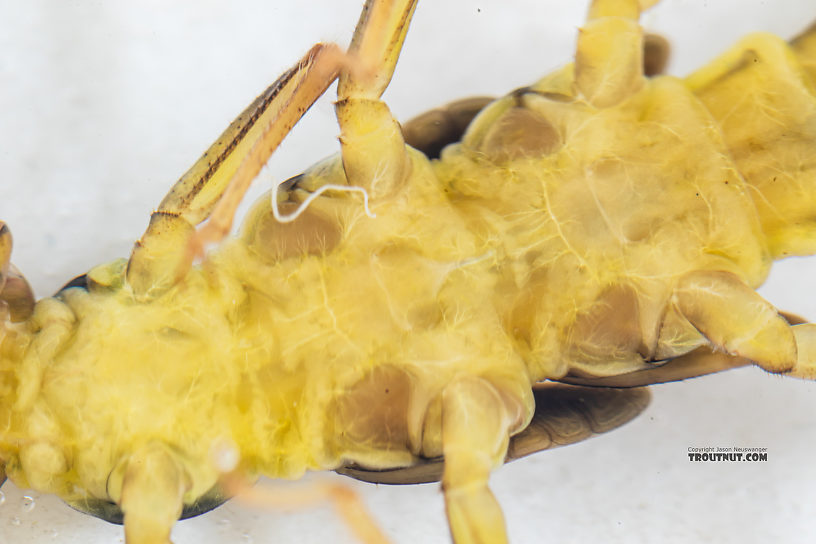 Kogotus nonus Stonefly Nymph from Mystery Creek #199 in Washington