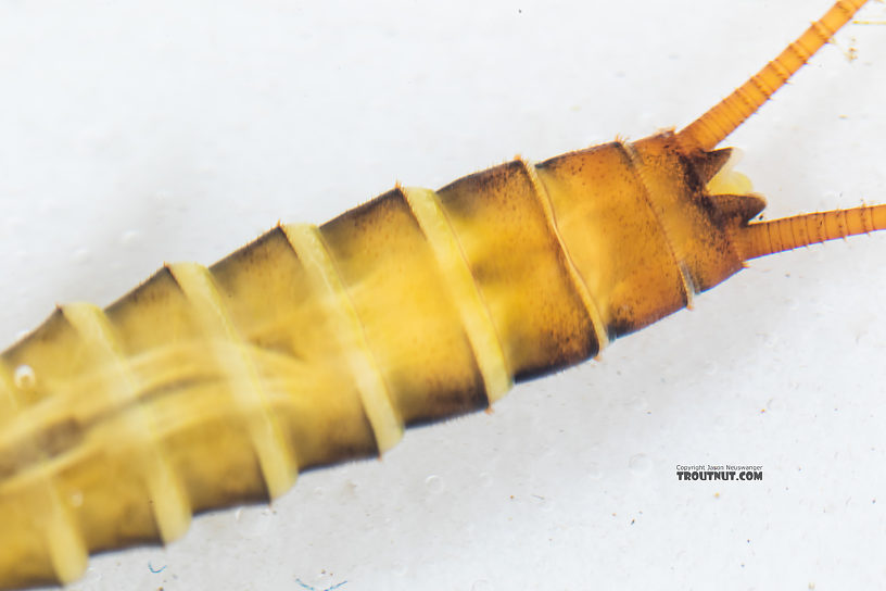 Kogotus nonus Stonefly Nymph from Mystery Creek #199 in Washington