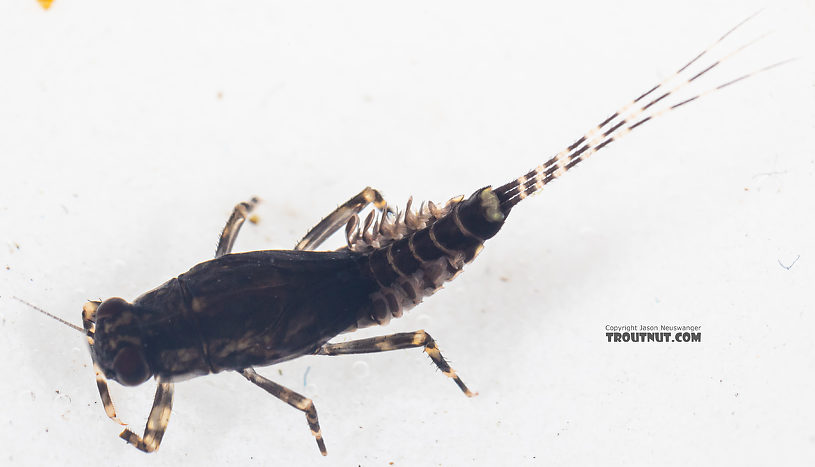 Serratella micheneri (Little Western Dark Hendrickson) Mayfly Nymph from Mystery Creek #199 in Washington