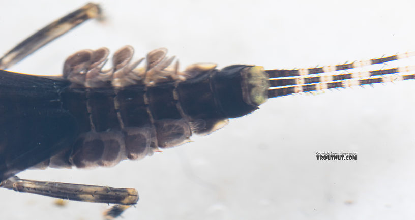 Serratella micheneri (Little Western Dark Hendrickson) Mayfly Nymph from Mystery Creek #199 in Washington