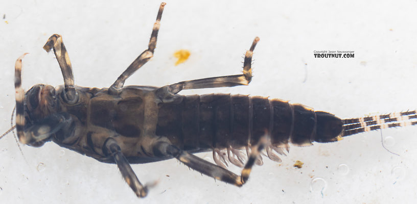 Serratella micheneri (Little Western Dark Hendrickson) Mayfly Nymph from Mystery Creek #199 in Washington