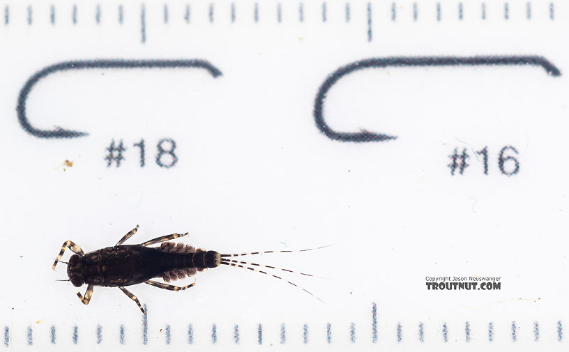 Serratella micheneri (Little Western Dark Hendrickson) Mayfly Nymph from Mystery Creek #199 in Washington