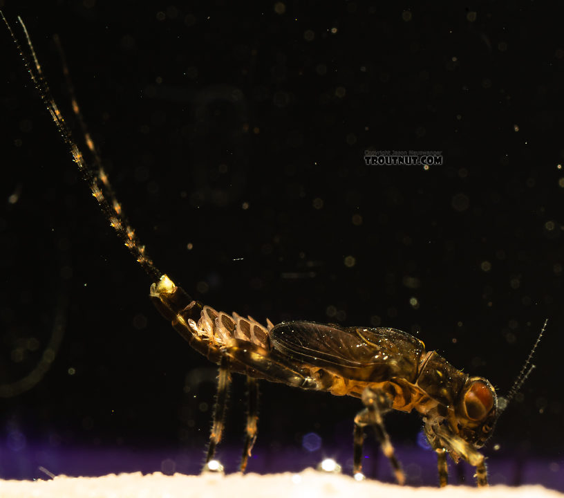 Serratella micheneri (Little Western Dark Hendrickson) Mayfly Nymph from Mystery Creek #199 in Washington