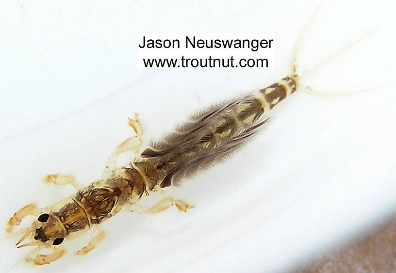 Hexagenia limbata (Hex) Mayfly Nymph from unknown in Wisconsin