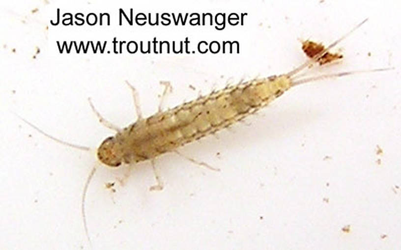 Baetidae (Blue-Winged Olives) Mayfly Nymph from unknown in Wisconsin