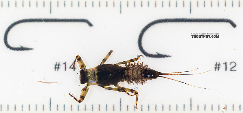 Drunella coloradensis (Small Western Green Drake) Mayfly Nymph from Mystery Creek #199 in Washington