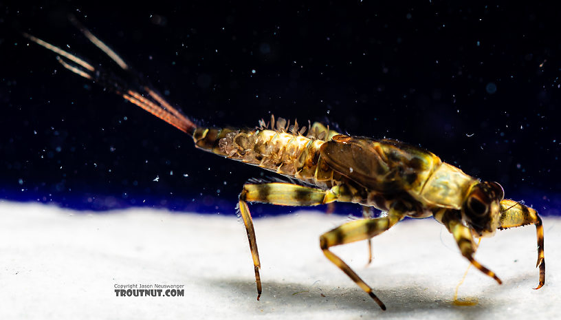 Drunella coloradensis (Small Western Green Drake) Mayfly Nymph from Mystery Creek #199 in Washington