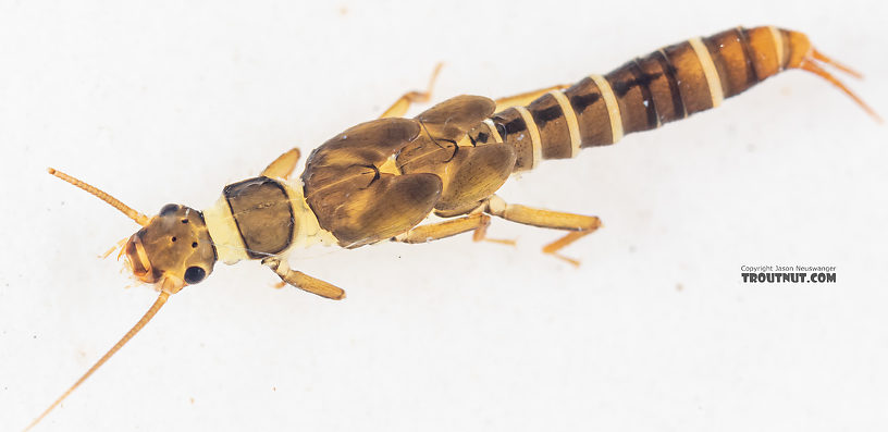 Suwallia pallidula (Sallfly) Stonefly Nymph from Mystery Creek #199 in Washington