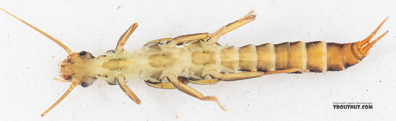 Suwallia pallidula (Sallfly) Stonefly Nymph from Mystery Creek #199 in Washington