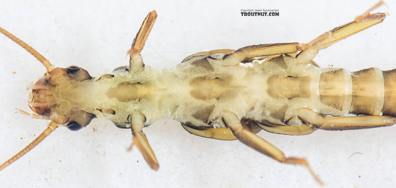 Suwallia pallidula (Sallfly) Stonefly Nymph from Mystery Creek #199 in Washington