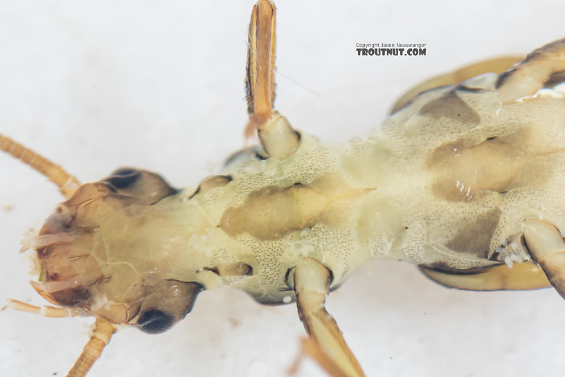 Suwallia pallidula (Sallfly) Stonefly Nymph from Mystery Creek #199 in Washington