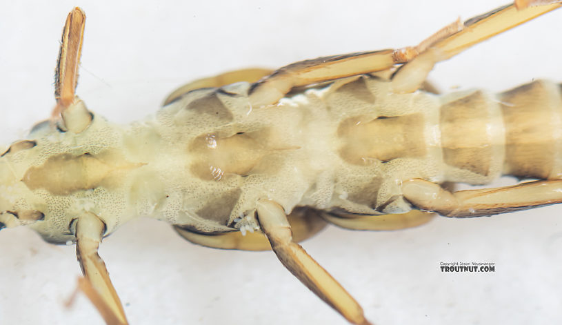 Suwallia pallidula (Sallfly) Stonefly Nymph from Mystery Creek #199 in Washington