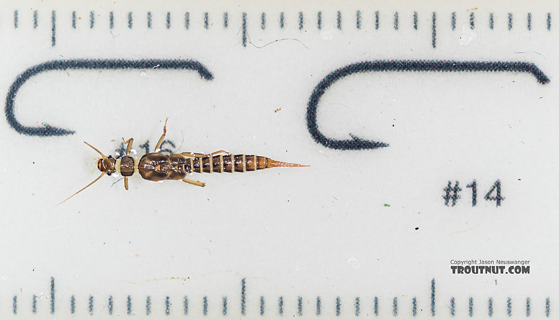 Suwallia pallidula (Sallfly) Stonefly Nymph from Mystery Creek #199 in Washington