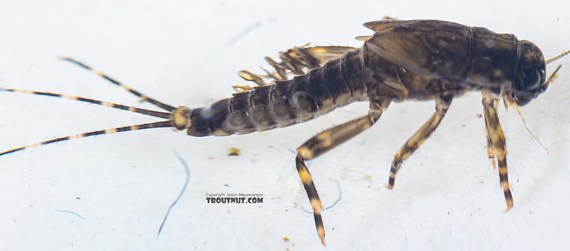 Serratella micheneri (Little Western Dark Hendrickson) Mayfly Nymph from Mystery Creek #199 in Washington