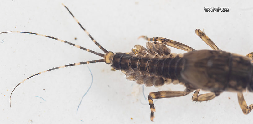 Serratella micheneri (Little Western Dark Hendrickson) Mayfly Nymph from Mystery Creek #199 in Washington