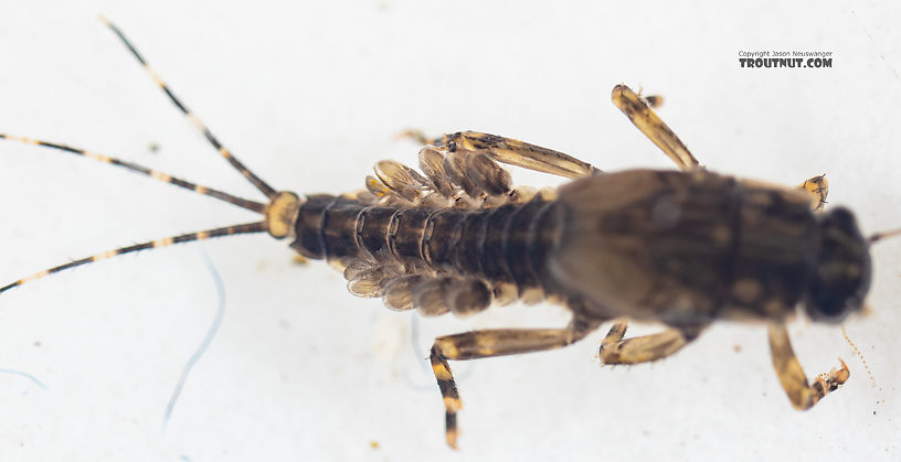 Serratella micheneri (Little Western Dark Hendrickson) Mayfly Nymph from Mystery Creek #199 in Washington