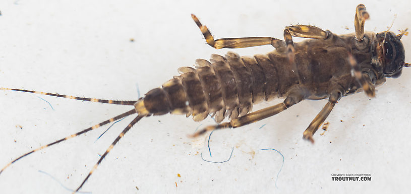 Serratella micheneri (Little Western Dark Hendrickson) Mayfly Nymph from Mystery Creek #199 in Washington