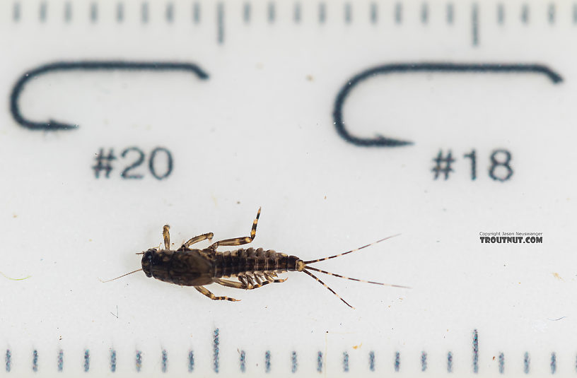 Serratella micheneri (Little Western Dark Hendrickson) Mayfly Nymph from Mystery Creek #199 in Washington