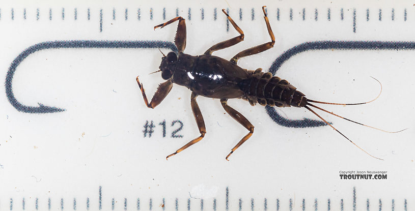 Drunella coloradensis (Small Western Green Drake) Mayfly Nymph from Mystery Creek #199 in Washington