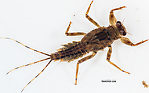 Male Drunella spinifera (Western Slate Olive Dun) Mayfly Nymph