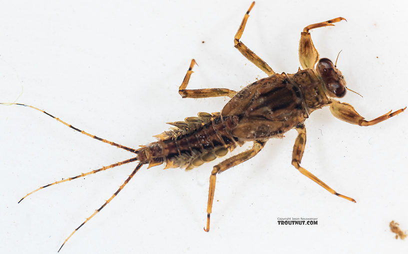 Male Drunella spinifera (Western Slate Olive Dun) Western Slate Olive Dun Nymph from Mystery Creek #199 in Washington