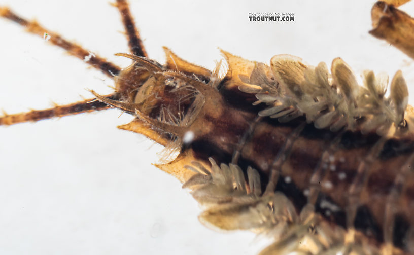 Male Drunella spinifera (Western Slate Olive Dun) Western Slate Olive Dun Nymph from Mystery Creek #199 in Washington