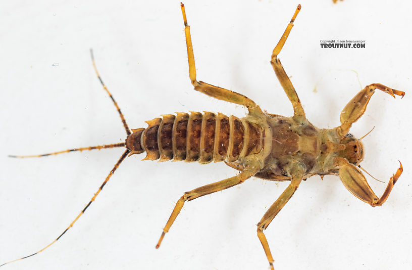 Male Drunella spinifera (Western Slate Olive Dun) Western Slate Olive Dun Nymph from Mystery Creek #199 in Washington