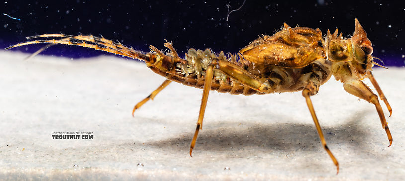 Male Drunella spinifera (Western Slate Olive Dun) Western Slate Olive Dun Nymph from Mystery Creek #199 in Washington