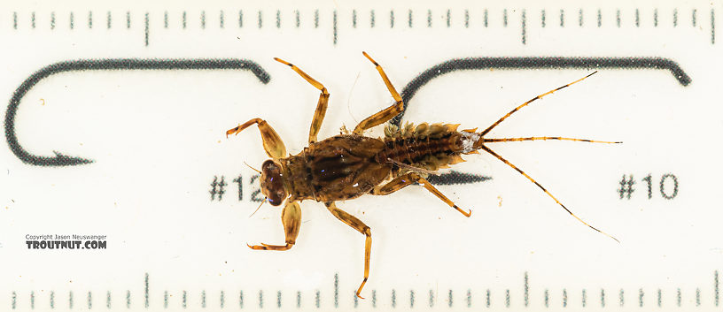 Male Drunella spinifera (Western Slate Olive Dun) Western Slate Olive Dun Nymph from Mystery Creek #199 in Washington