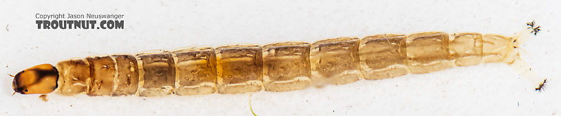 Chironomidae (Midges) Midge Larva from Mystery Creek #199 in Washington