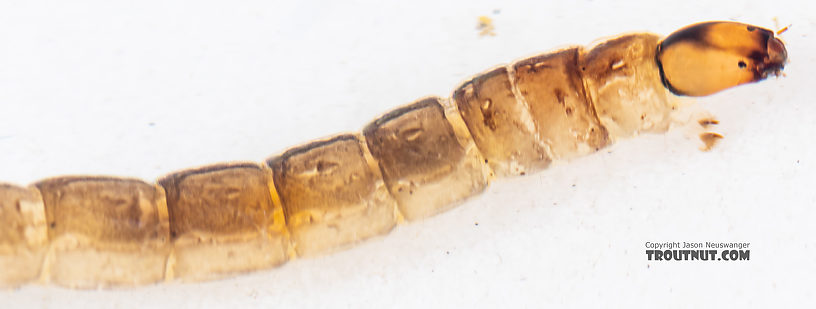 Chironomidae (Midges) Midge Larva from Mystery Creek #199 in Washington