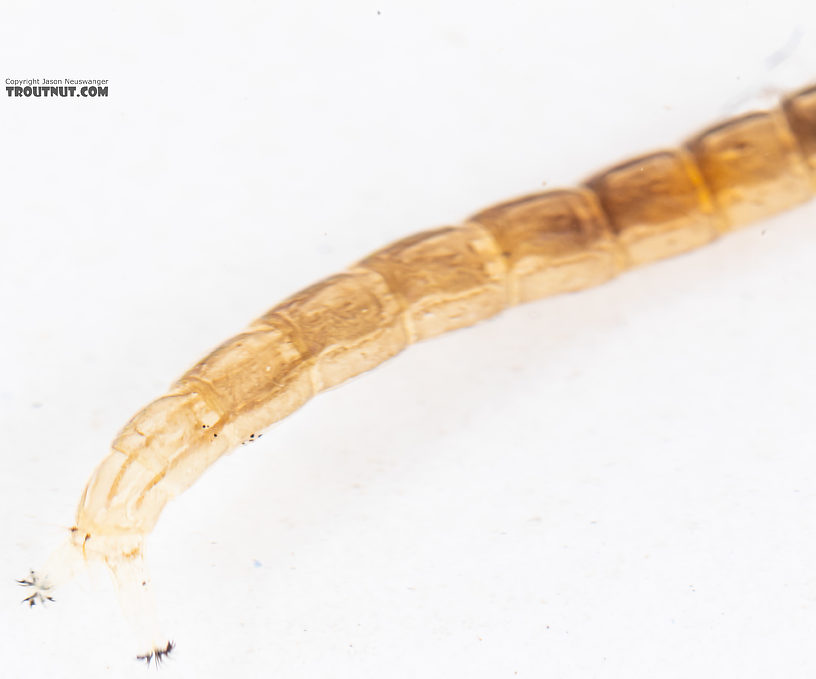 Chironomidae (Midges) Midge Larva from Mystery Creek #199 in Washington