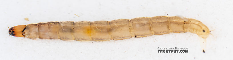 Chironomidae (Midges) Midge Larva from Mystery Creek #199 in Washington