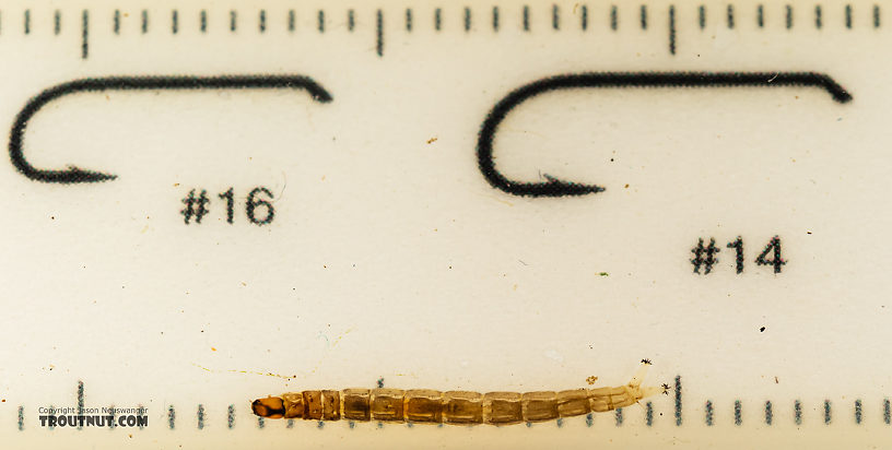 Chironomidae (Midges) Midge Larva from Mystery Creek #199 in Washington