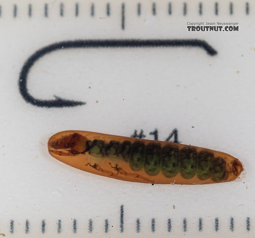 Rhyacophila (Green Sedges) Caddisfly Pupa from Mystery Creek #199 in Washington