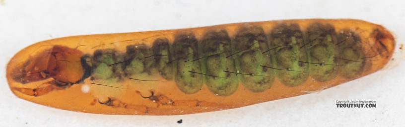 Rhyacophila (Green Sedges) Caddisfly Pupa from Mystery Creek #199 in Washington