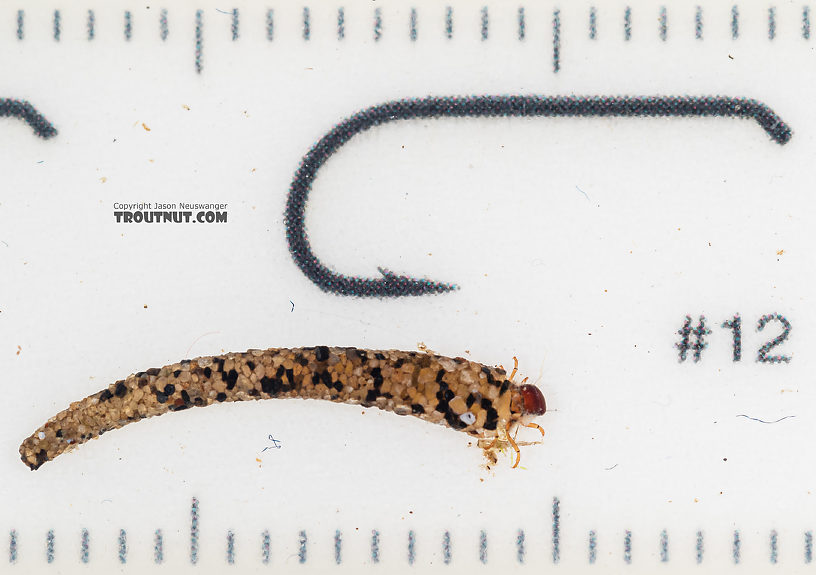 Lepidostoma (Little Brown Sedges) Little Brown Sedge Larva from Mystery Creek #199 in Washington