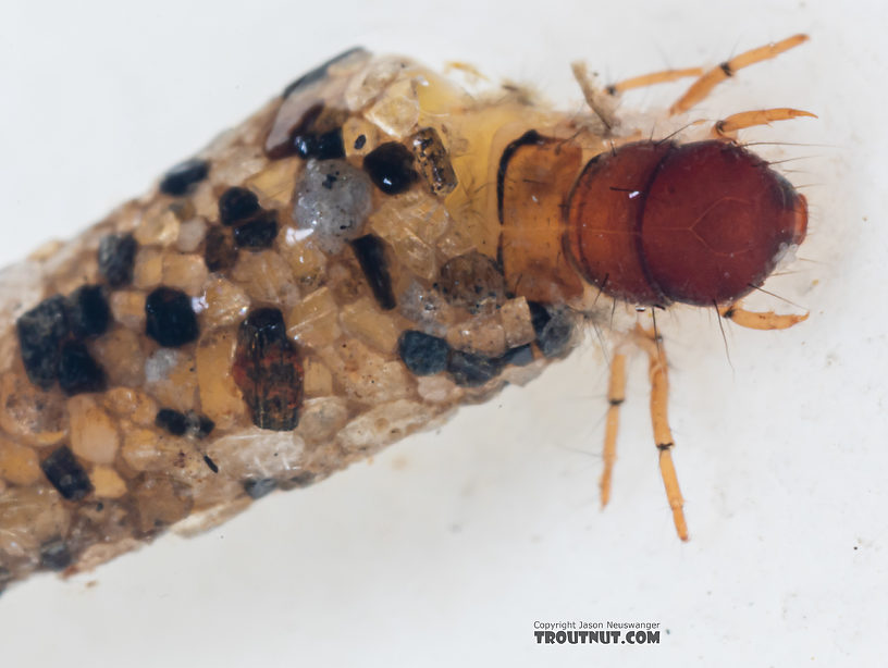 Lepidostoma (Little Brown Sedges) Little Brown Sedge Larva from Mystery Creek #199 in Washington