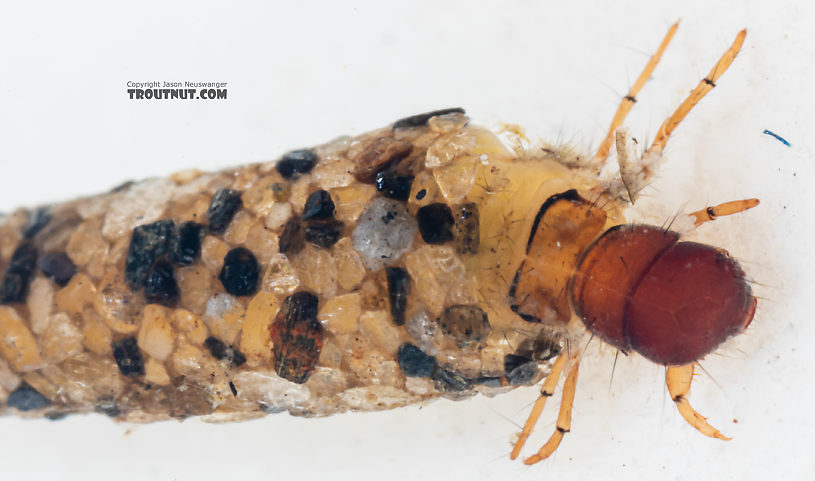 Lepidostoma (Little Brown Sedges) Little Brown Sedge Larva from Mystery Creek #199 in Washington