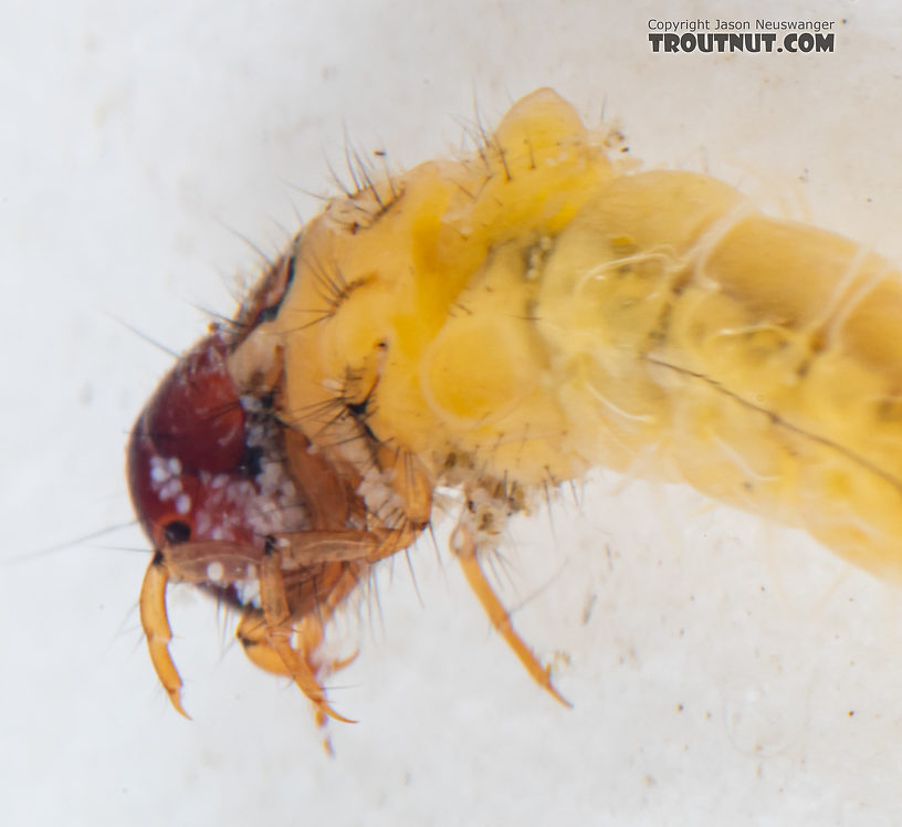 Lepidostoma (Little Brown Sedges) Little Brown Sedge Larva from Mystery Creek #199 in Washington