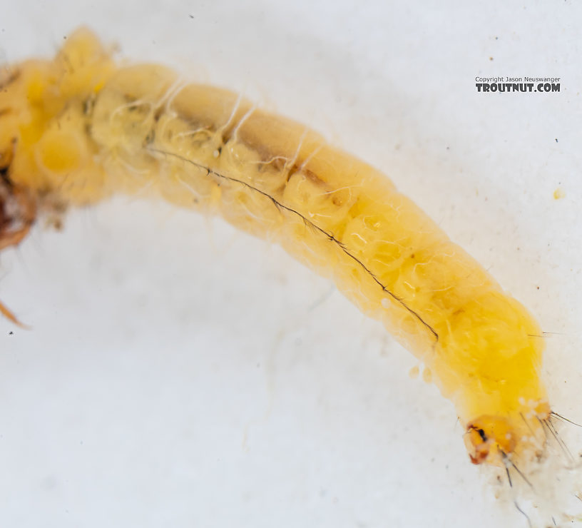 Lepidostoma (Little Brown Sedges) Little Brown Sedge Larva from Mystery Creek #199 in Washington