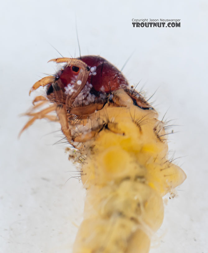 Lepidostoma (Little Brown Sedges) Little Brown Sedge Larva from Mystery Creek #199 in Washington