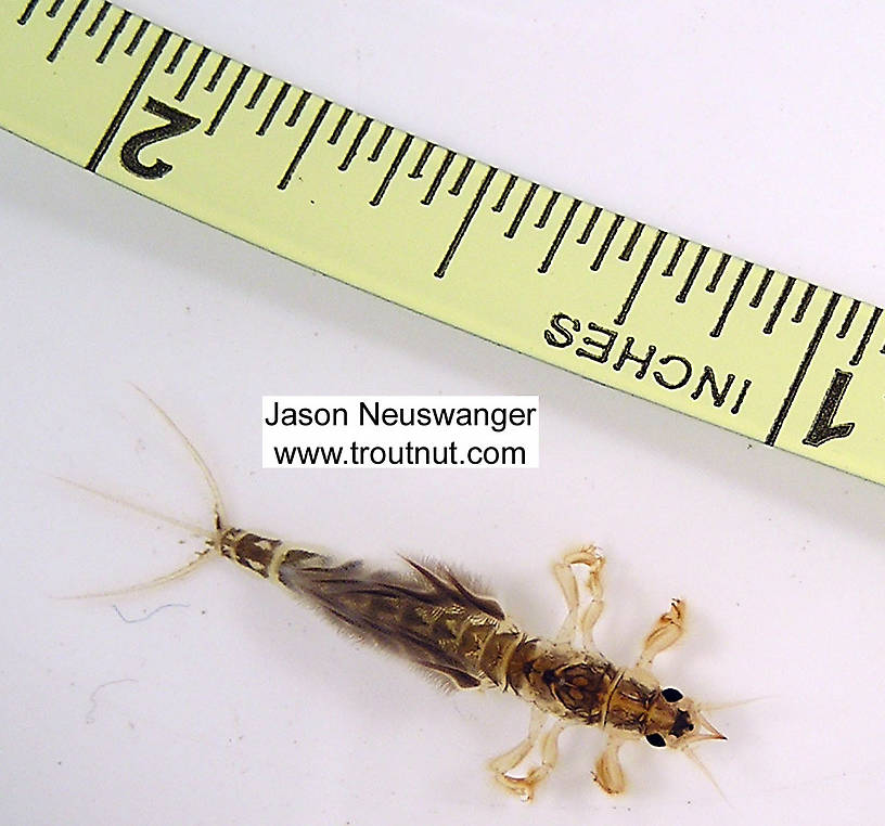 Hexagenia limbata (Hex) Mayfly Nymph from unknown in Wisconsin