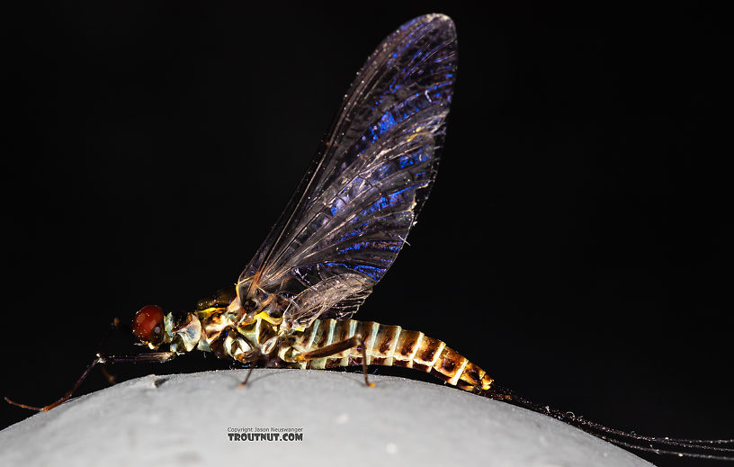 Male Drunella coloradensis (Small Western Green Drake) Mayfly Spinner from Mystery Creek #199 in Washington