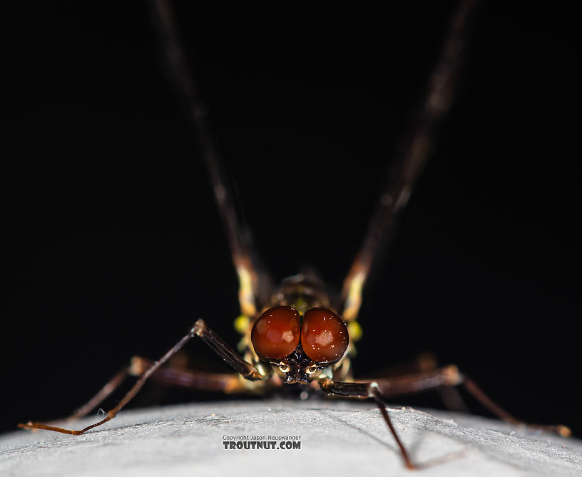 Male Drunella coloradensis (Small Western Green Drake) Mayfly Spinner from Mystery Creek #199 in Washington