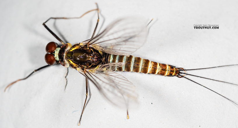 Male Drunella coloradensis (Small Western Green Drake) Mayfly Spinner from Mystery Creek #199 in Washington