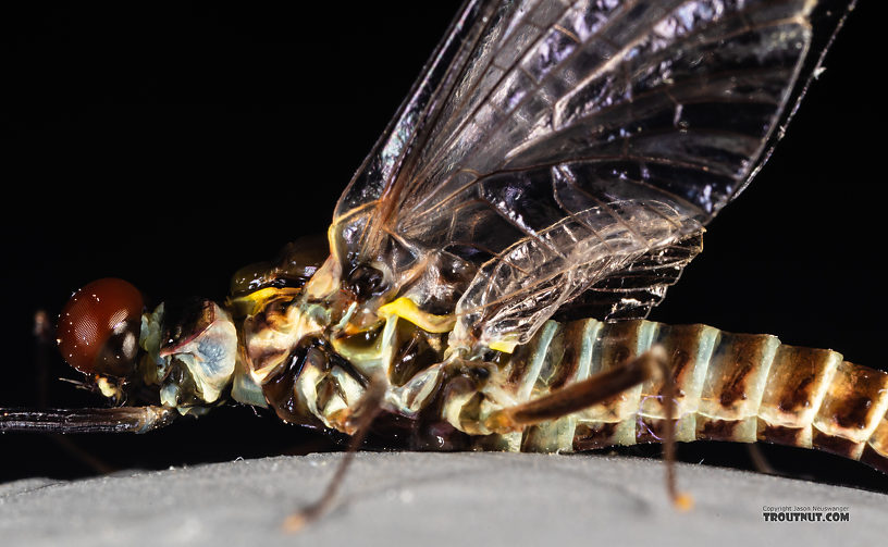 Male Drunella coloradensis (Small Western Green Drake) Mayfly Spinner from Mystery Creek #199 in Washington