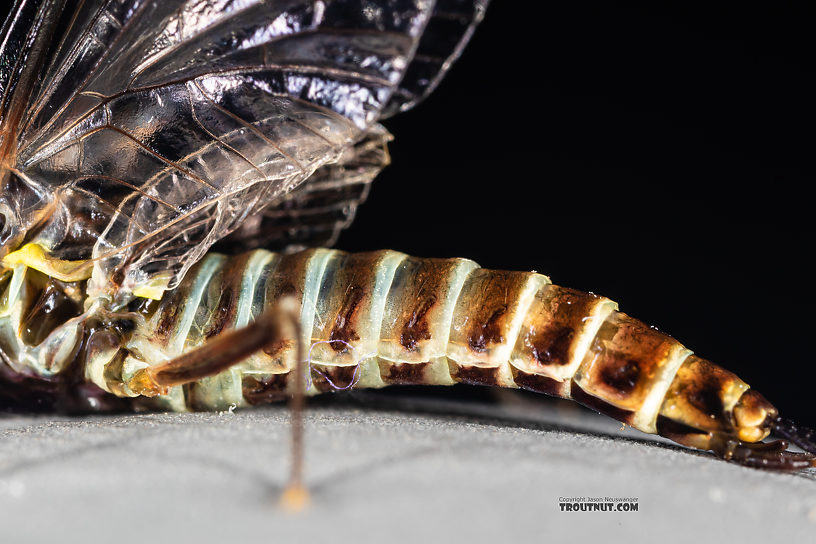 Male Drunella coloradensis (Small Western Green Drake) Mayfly Spinner from Mystery Creek #199 in Washington