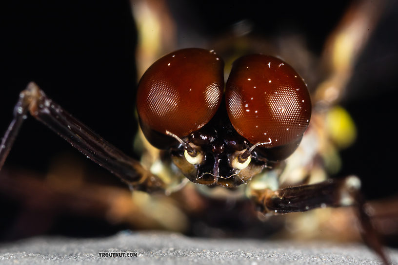 Male Drunella coloradensis (Small Western Green Drake) Mayfly Spinner from Mystery Creek #199 in Washington